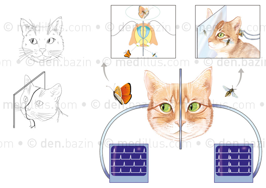 Vision binoculaire du chat