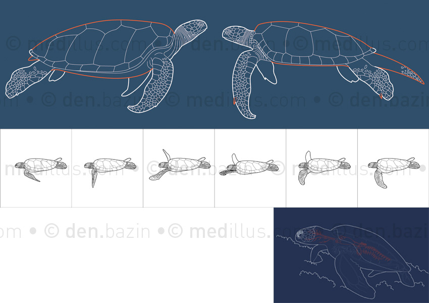 Femelle, mâle, nage et tortue au repos