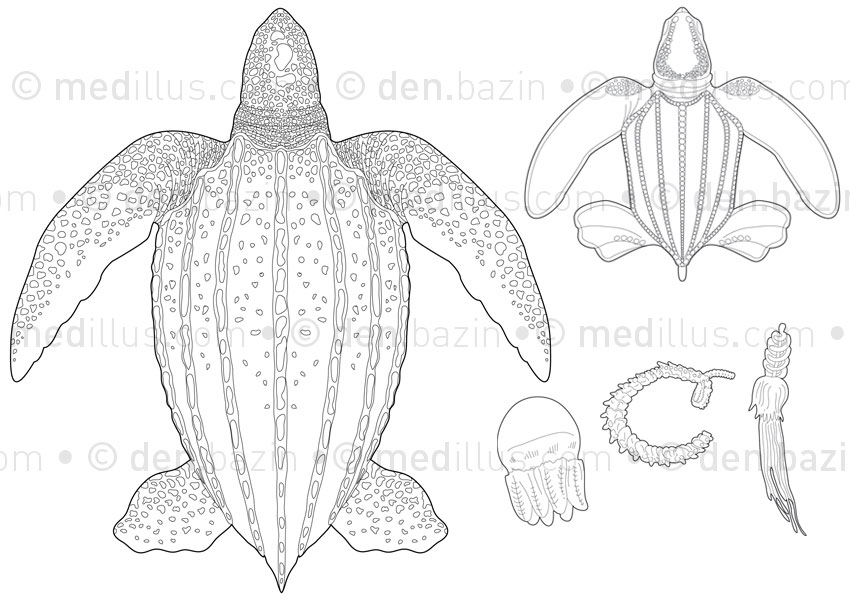 Tortue Luth, nouveau-né et aliments