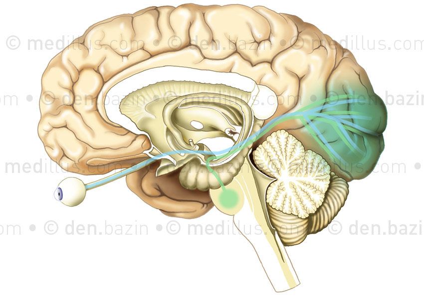 Voies nerveuses normales du rêve et de la vision