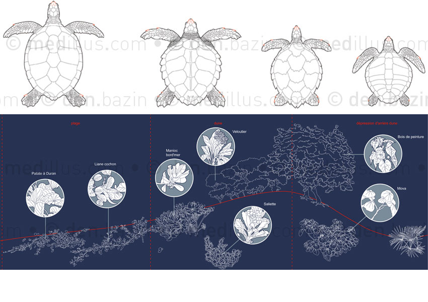 4 espèces de tortues et végétaux typiques d'une plage de ponte