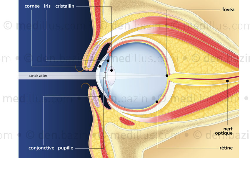 Anatomie de l'œil  humain