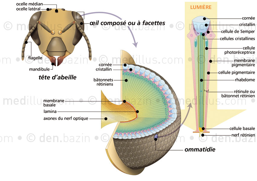 Anatomie de l'œil à facettes de l'abeille