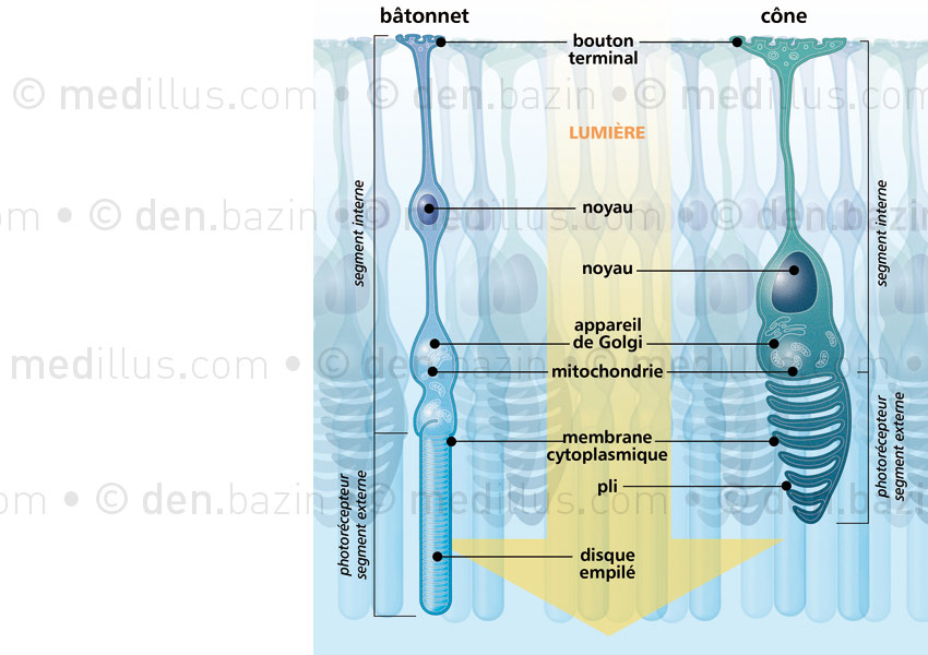 Cônes et bâtonnets