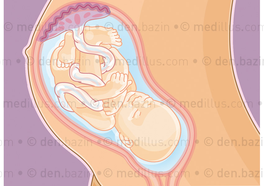 Position normale du placenta