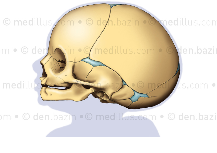 Crâne de nouveau-né