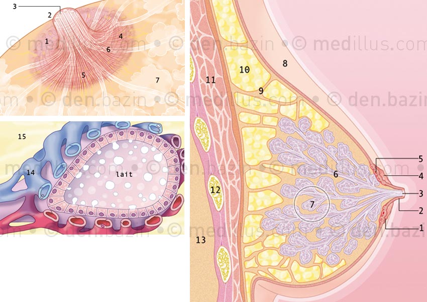 Mamelon, acinis et glande mammaire