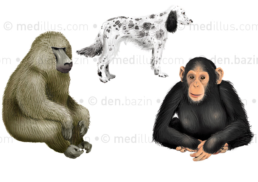 Babouin, chien, chimpanzé