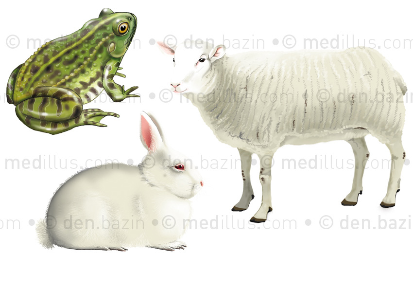 Grenouille, lapin, mouton