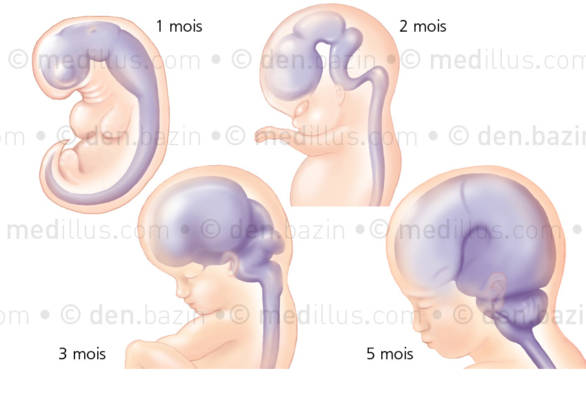 Développement du cerveau