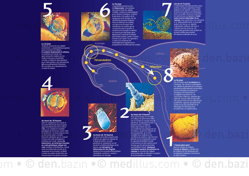 De l'ovulation à la nidation