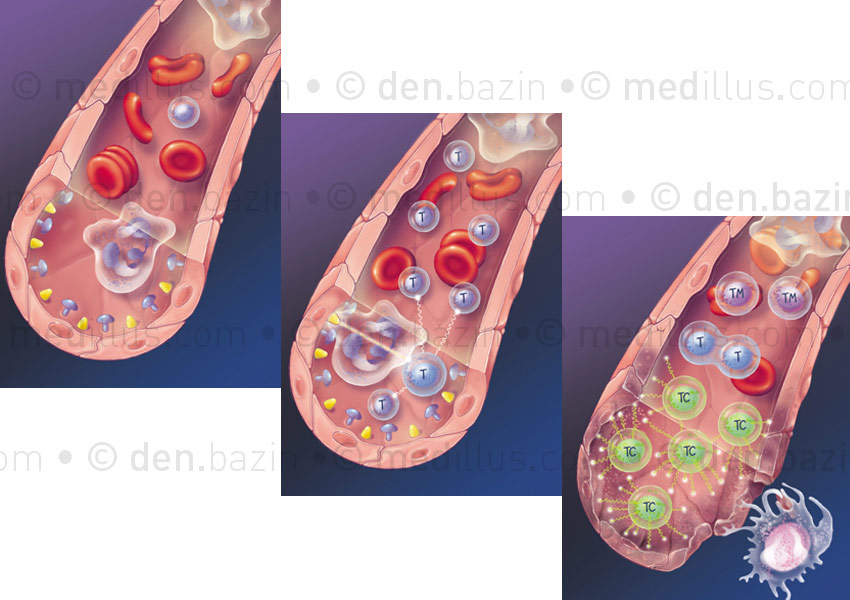 Mécanisme du rejet cellulaire