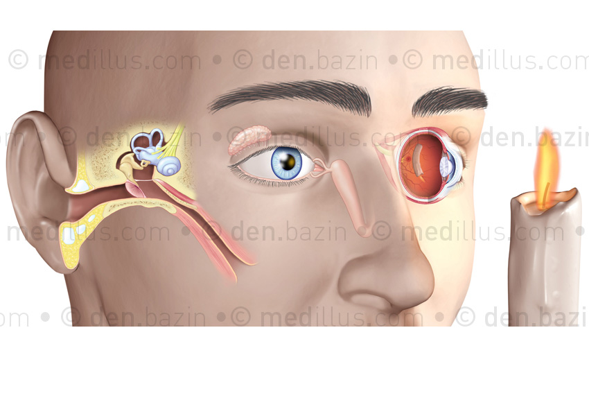 Organes de l'ouïe et de la vue
