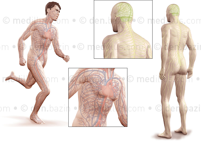Systèmes circulatoire et nerveux