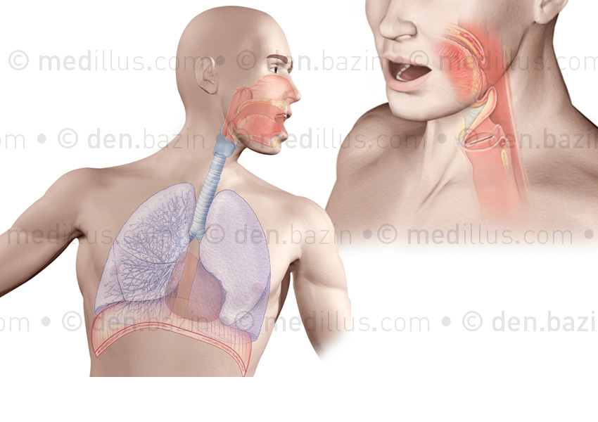 Système respiratoire et cordes vocales