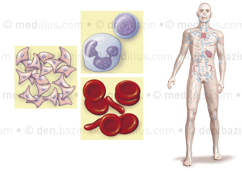 Cellules sanguines et système immunitaire