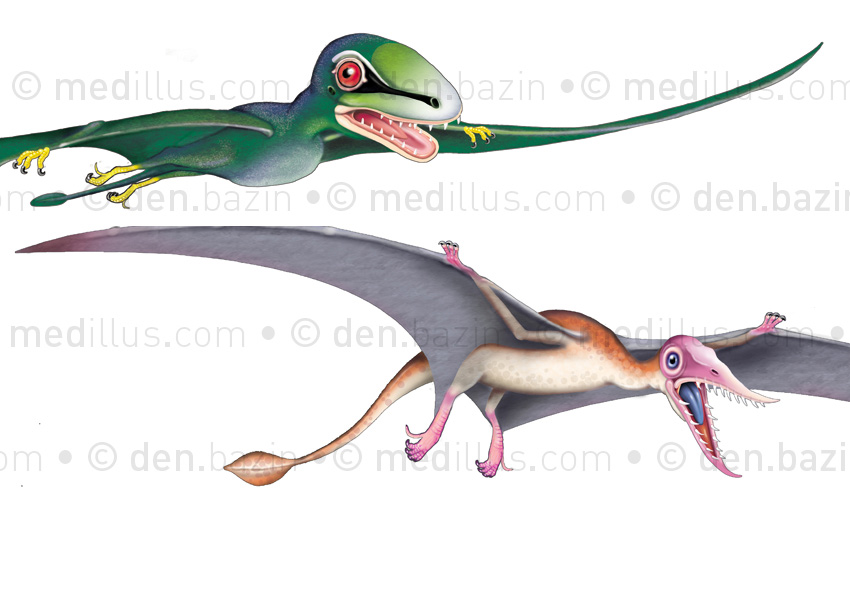 Rhamphorhynchus et anurognatus