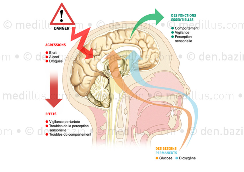 Le cerveau, un organe fragile