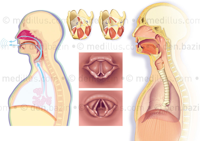 L'anatomie de la voix