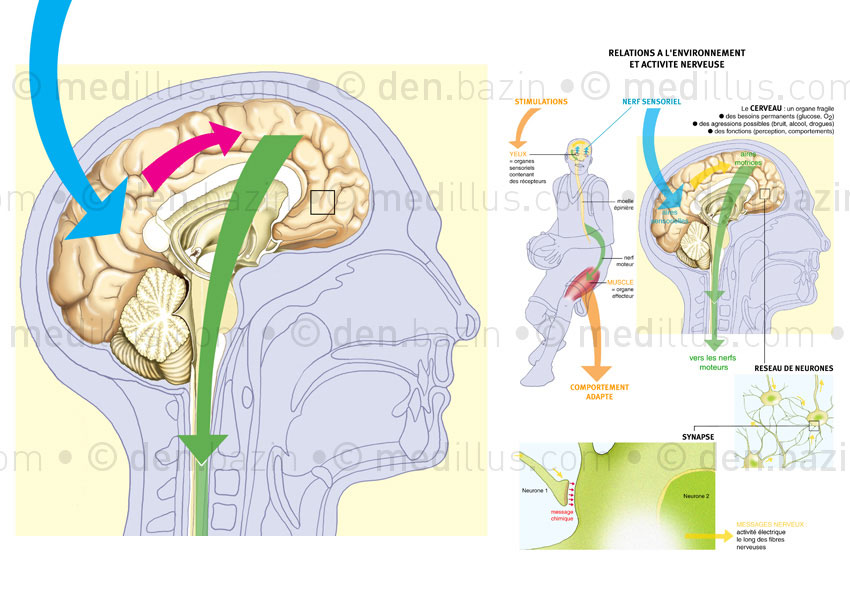 Schéma bilan des fonctions cérébrales