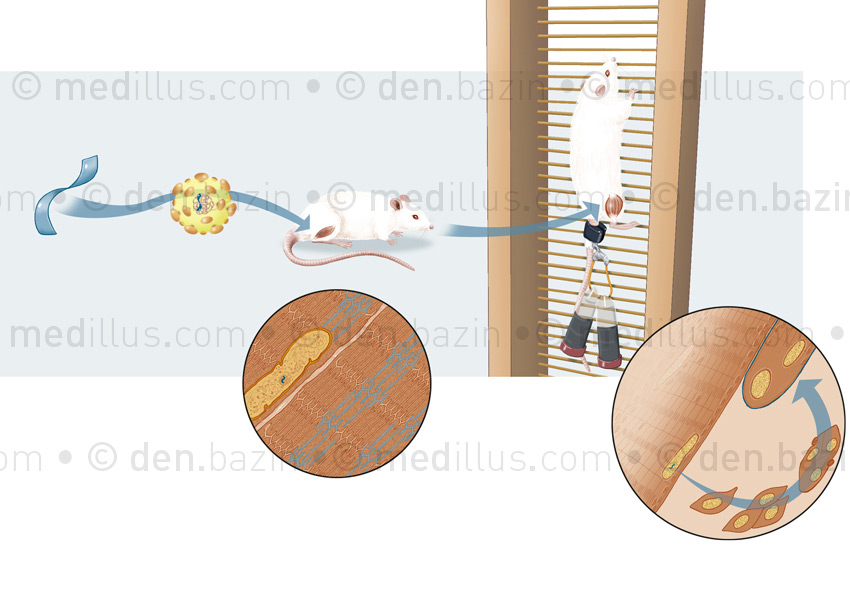 La modification génétique qui muscle le rat