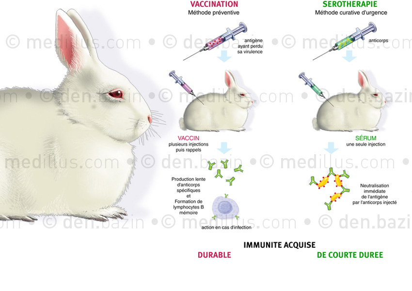 Vacination et sérothérapie
