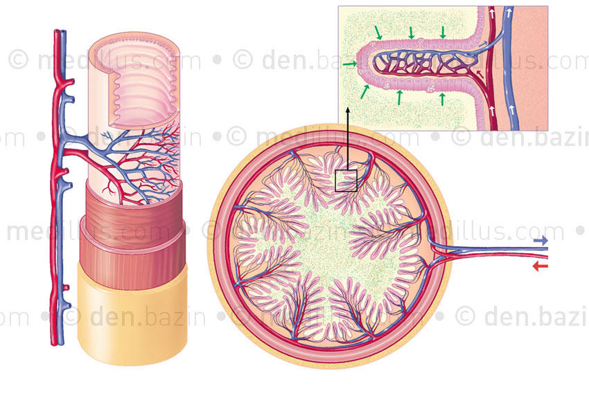 Paroi intestinale et villosités