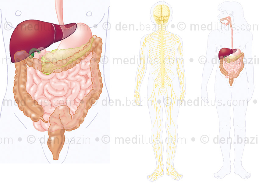 Planche systèmes nerveux - digestif