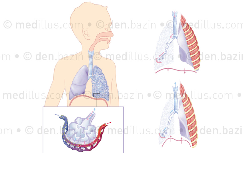 Respiration et échanges