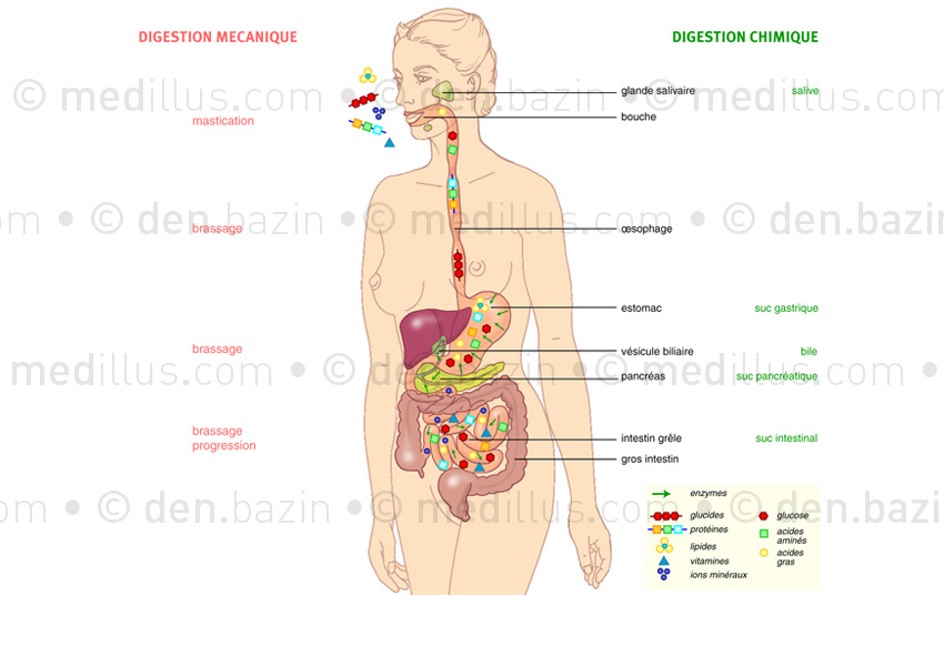 Mécanismes de la digestion