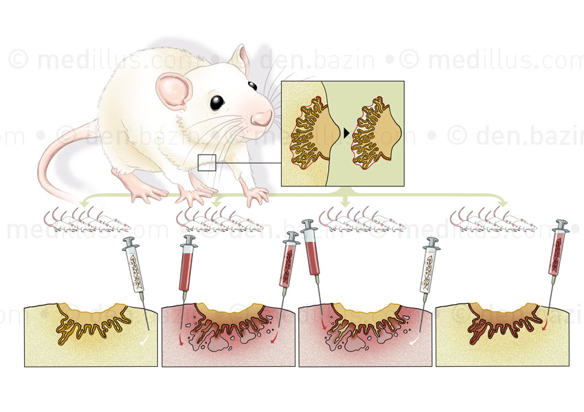 La mutation ne fait pas le cancer