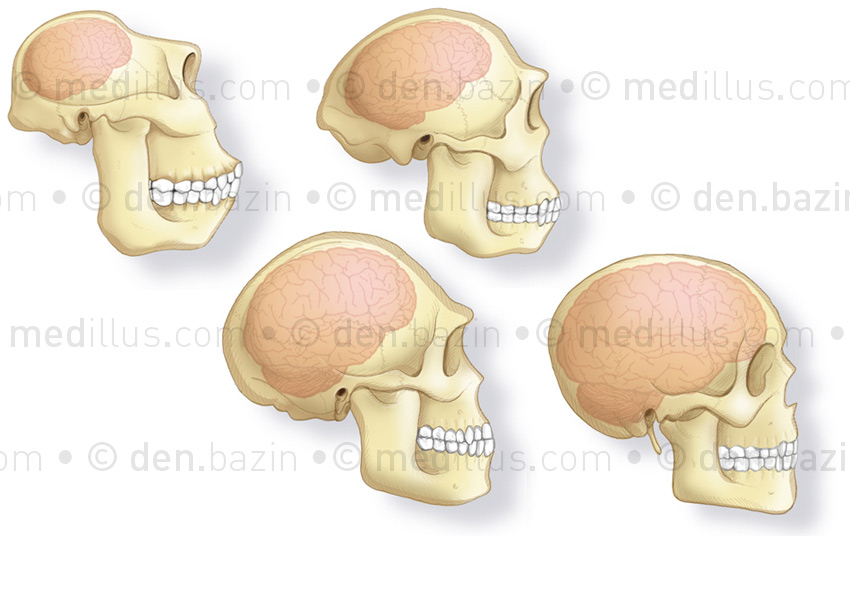 Crânes de paranthropus, australopitthèque, homo-erectus et homme moderne