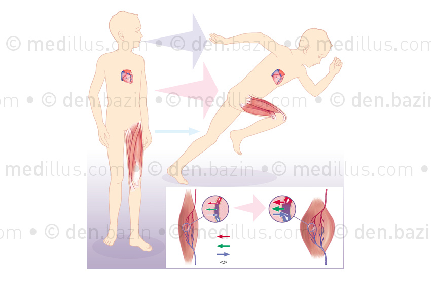 Circulation au repos et à l'effort