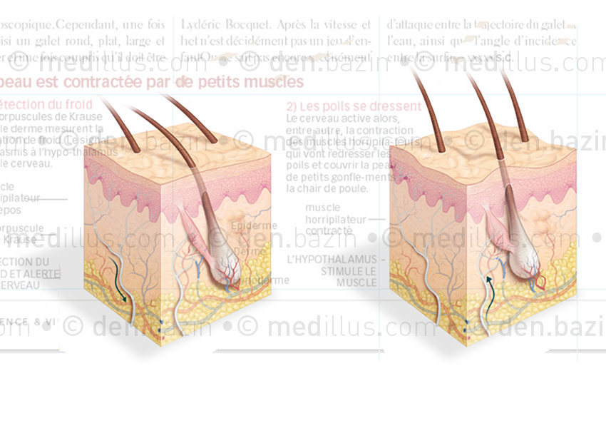 La peau est contractée par de petits muscles