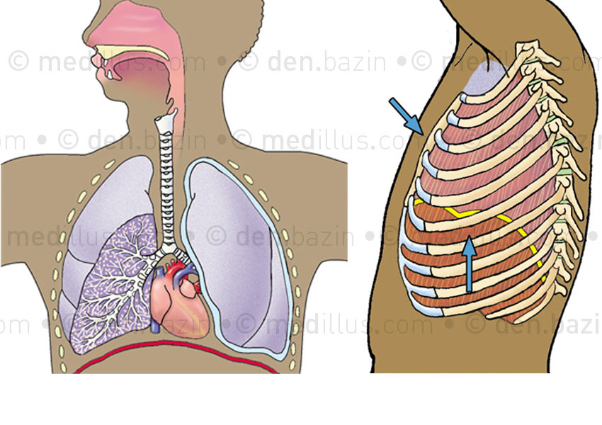 Système respiratoire