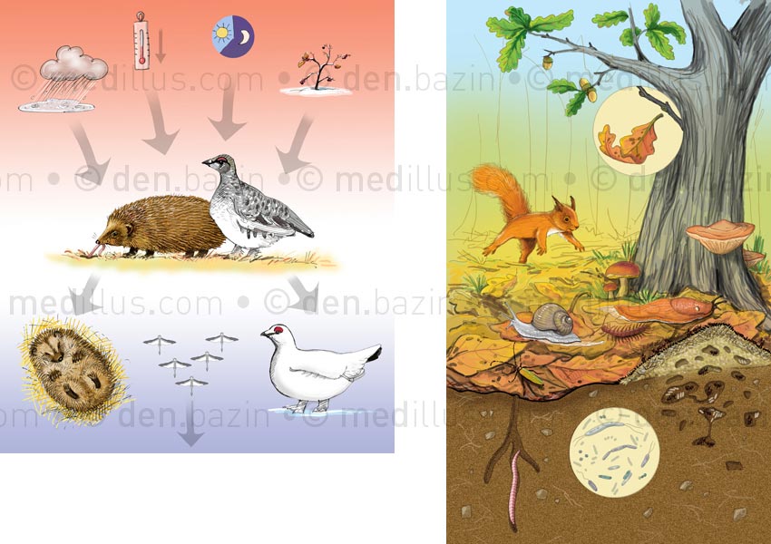 Adaptation à l'automne