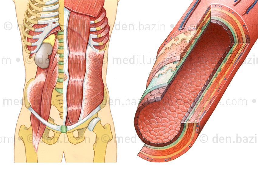 Muscles de l'abdomen et structure d'une artère