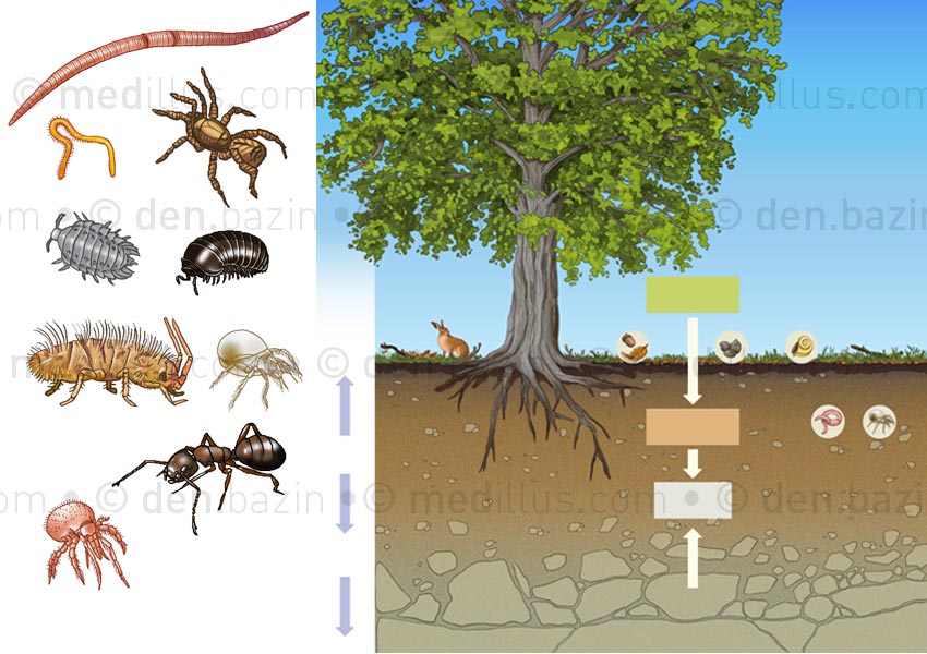 Décomposition des sols