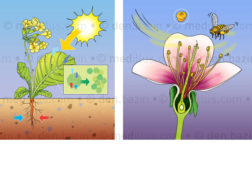 Photosynthèse et pollinisation