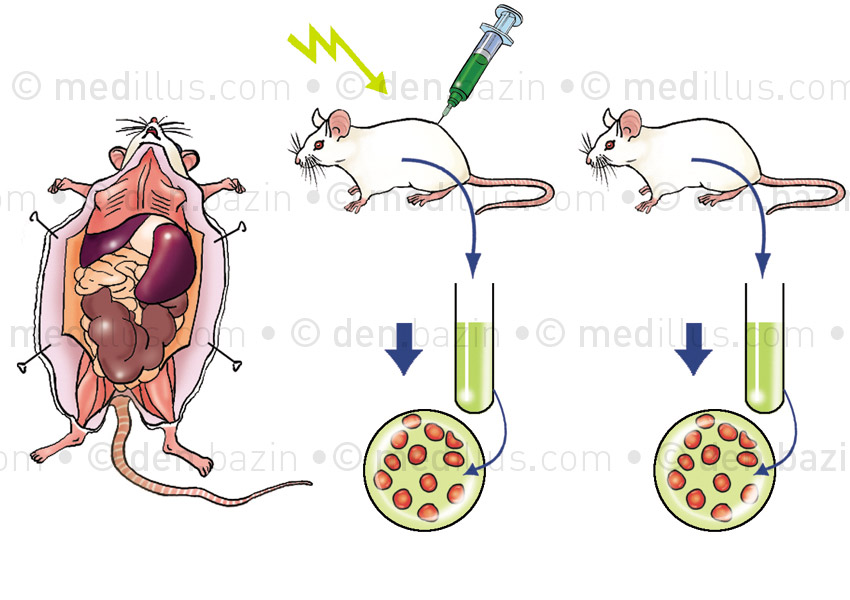 Expérience immunité du rat