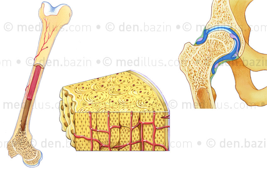 Structure osseuse et capsule articulaire