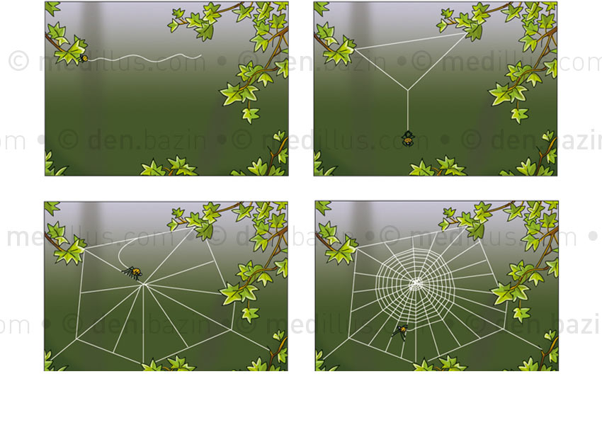 Comment l'araignée tisse sa toile