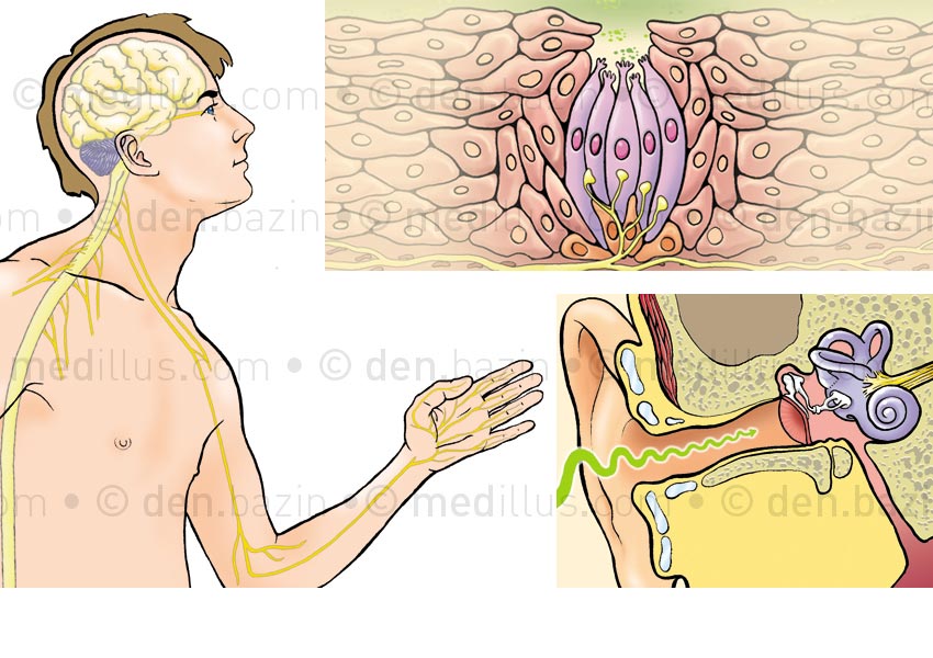 Cerveau, bourgeon gustatif et audition