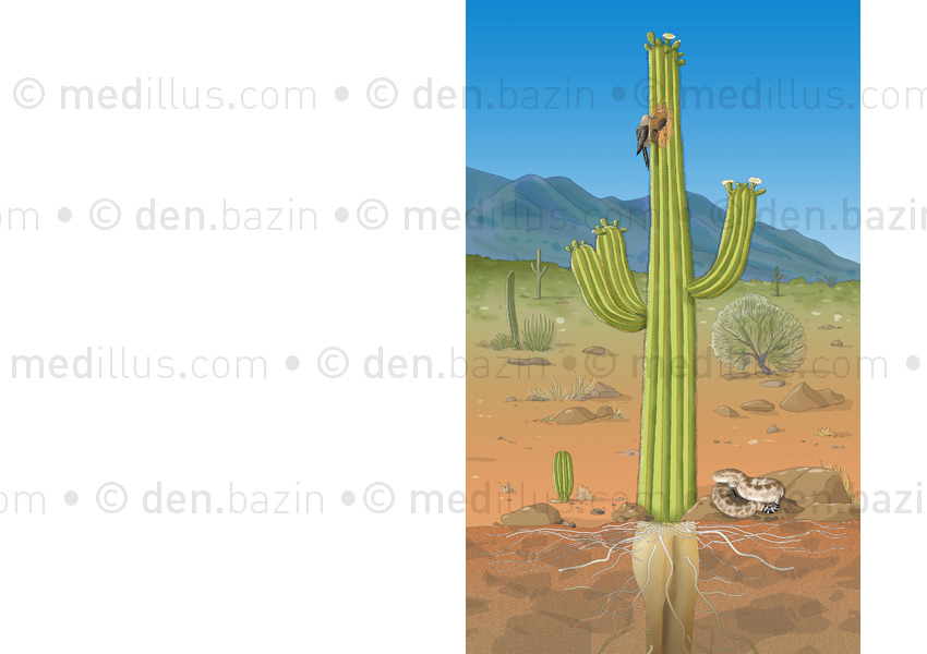 Végétal extrême : le cactus