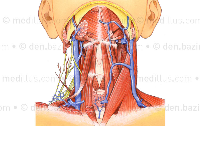 Muscles, veines et nerfs du cou