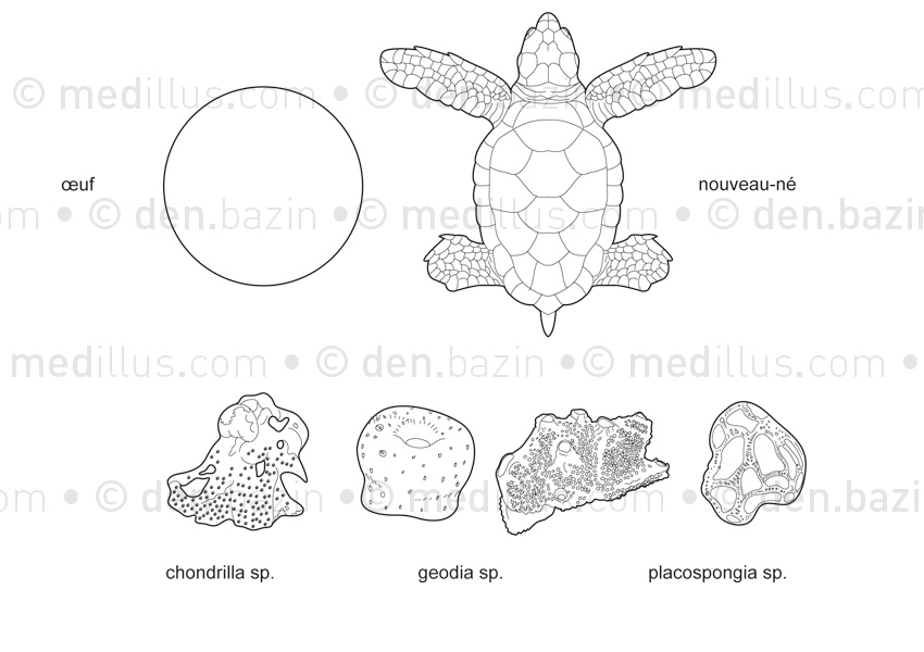 Tortue imbriquée et aliments