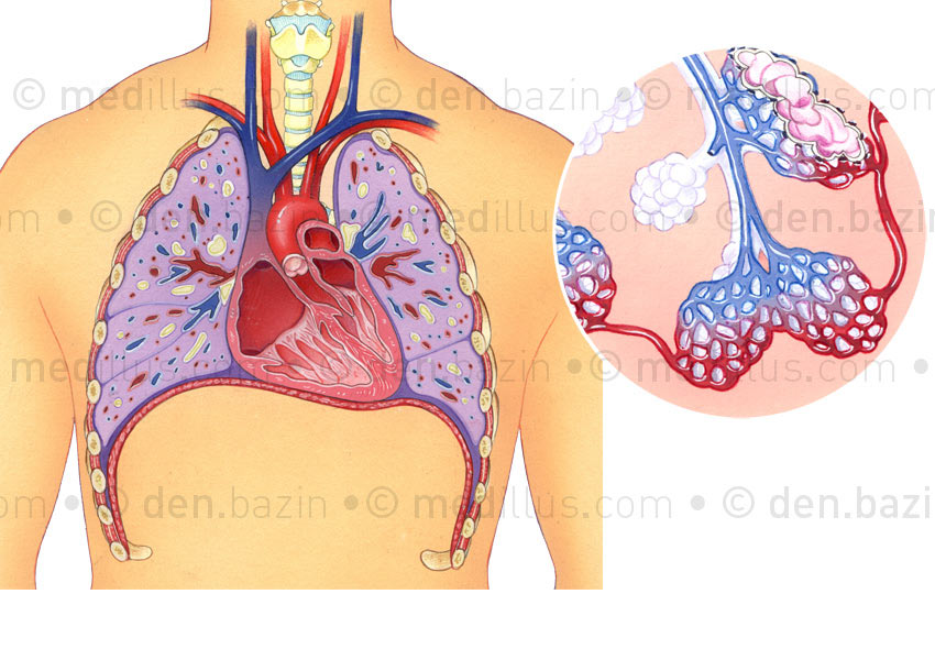 Système pulmonaire et alvéoles