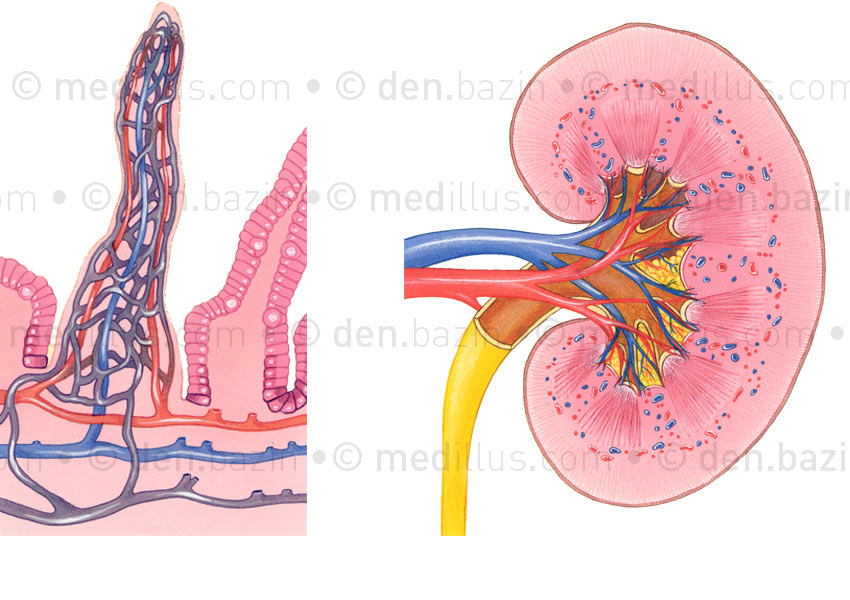 Villosité intestinale et rein