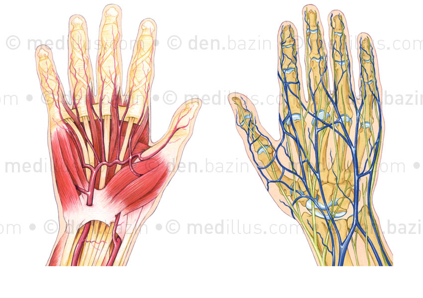 Muscles, artères, veines et nerfs de la main