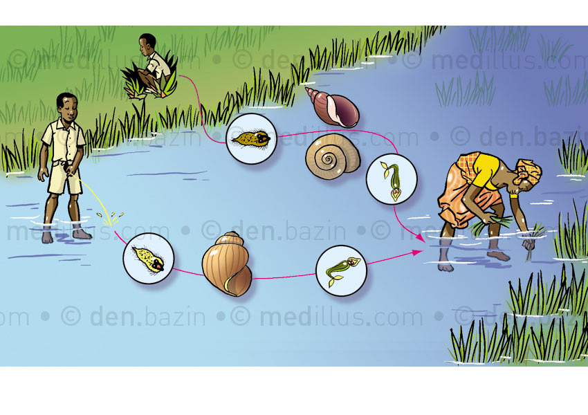 Cycles des bilharzioses intestinale et urinaire